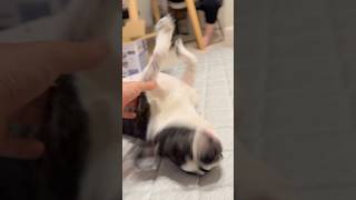 フレブルのこの行動初めて見たけど、みんな見たことある？