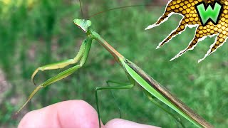 How to Catch a Praying Mantis IN YOUR BACKYARD!