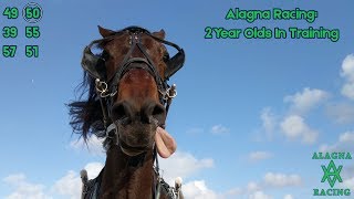 TrotCast Tony Alagna: 2 Year Olds In Training  #harnessracing #horseracing