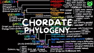 Chordate Phylogeny | Evolution & Phylogeny 08 | Biology | PP Notes | Campbell 8E Ch. 43