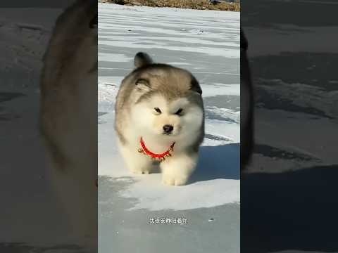 dog 🐶🐕#shortvideo #song #viral #video #dogapparel #subscribe #video