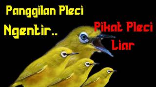 Download lagu Pleci Ngentir Panggilan Pleci Liar Cocok Untuk Pikat Pleci Liar Hutan mp3