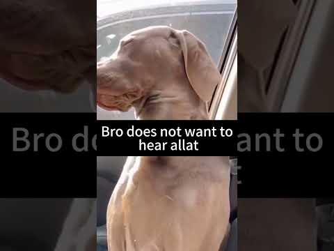 The Most Hilariously Cute Dog#funnydogs#cute#doglover#FunnyCuteDog#AdorablePuppy#FunnyCuteDog