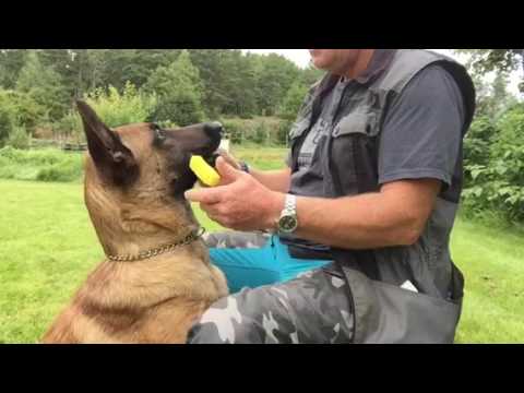 Elton  av Staalhjerte