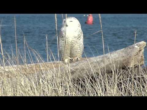 Snowy Owls at Ocean Shores, WA