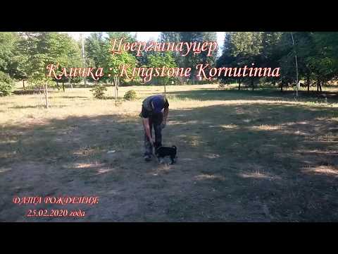 Дрессировка Цвергшнауцера. Возраст 4,5 месяца.