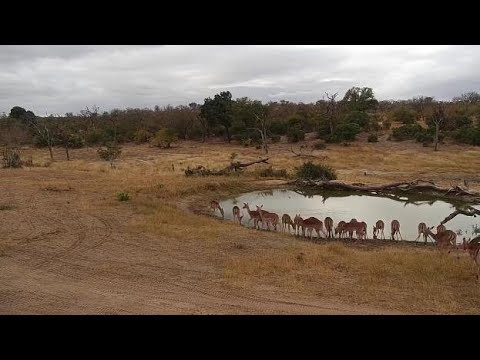 Djuma: Impalas come to pan as Hosana male Leopard watches on - 14:25 - 06/09/19