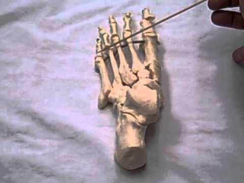 Bones of the Foot