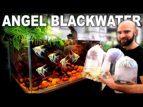 Angelfish Were Meant To Live Like This