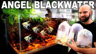 Angelfish Were Meant To Live Like This