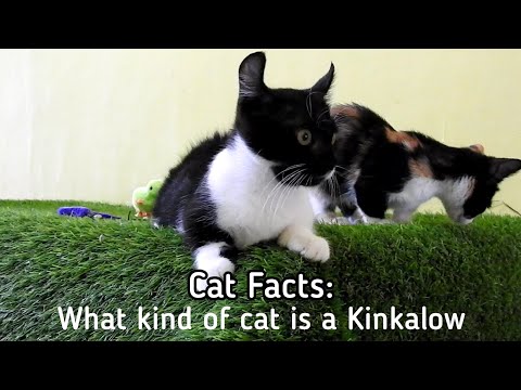 Cat Facts: What kind of cat is a Kinkalow