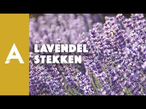 , title : 'Lavendel stekken - Een groener thuis! #49'