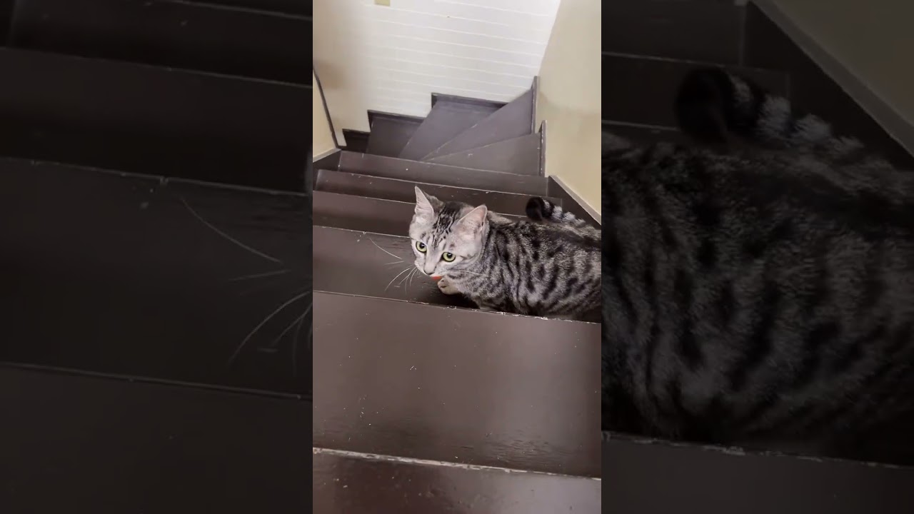 猫達と階段で遊んでみた