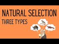 Natural Selection | 3 Types |