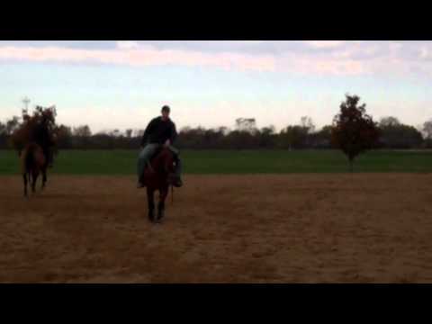 FOR SALE -Hickorys Baylite  2009 gelding