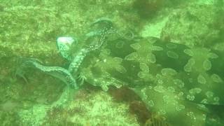 Tiburon Wobbegong comiendose un pulpo