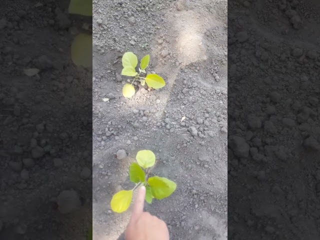 Youtube Video Youtube Video