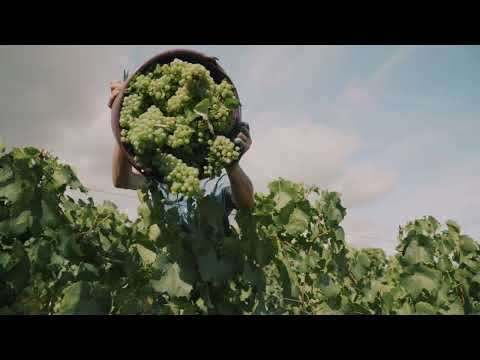Vendanges en Limouxin