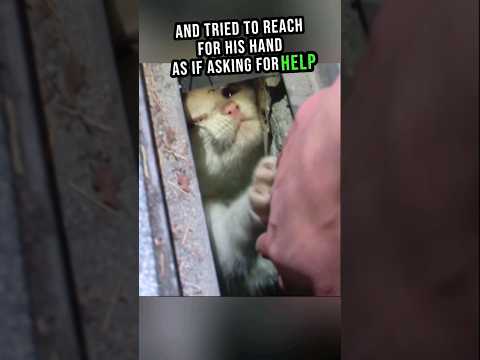 Kitten's Cry For Help😿😥#shorts #cat #rescue