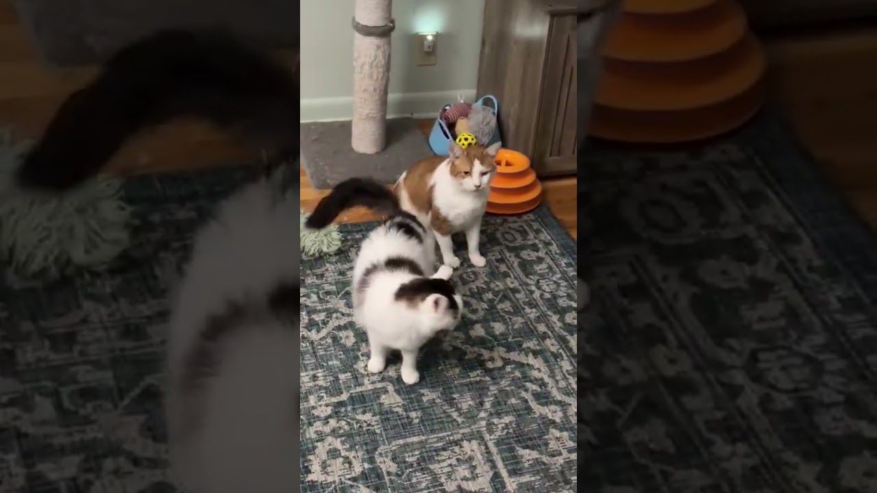 Enlarge Darius & Armstrong (Bonded), an adopted Domestic Short Hair in Rochester, NY video 5/6