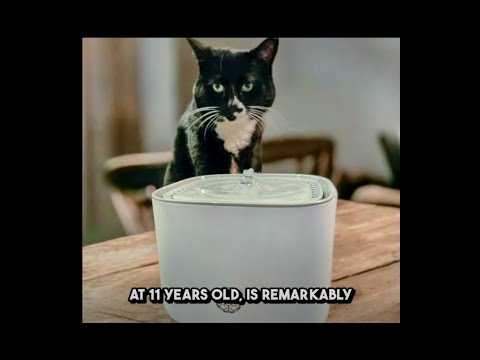 Shungite for Pets