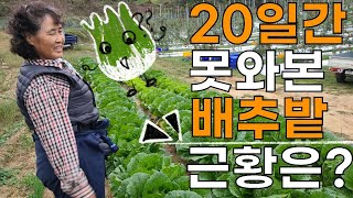 방치해둔 배추밭 어떻게 되었을까요? (feat.사과밭) - 김장 배추농사 배추재배