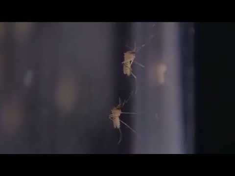 Newton Mosquito Spraying