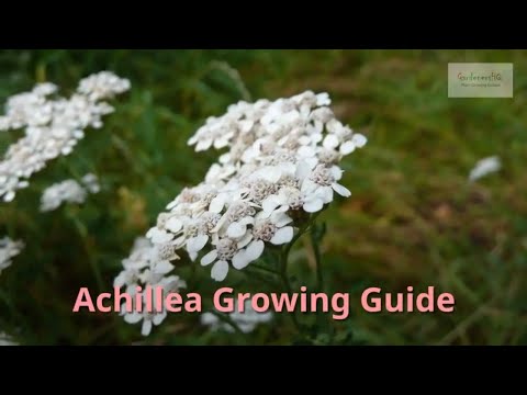 Achillea Growing Guide (Yarrow) - All You Need to Know to Get Started -  by Gardener's HQ