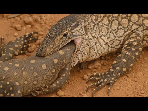 Perentie monitor lizard: hunter of the most dangerous snakes!