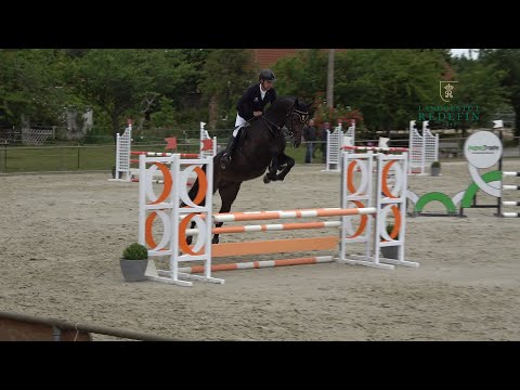 Akando v. Askari - Askanier, DSP, Hengst * 2018