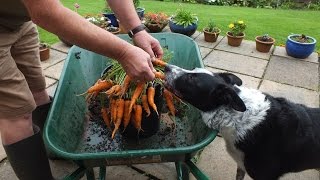Carrot reveal from a 10 inch pot  'Flyaway'  Grown on a Patio