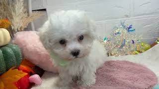 ハーフ犬の動画01