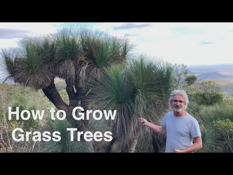 How to Grow Grass Trees