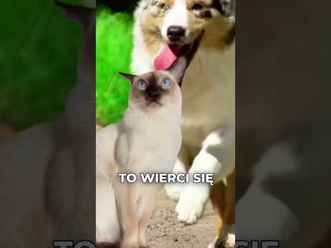 Piosenka Kota Ale jazz! Sanah #cats #allejazz #sanah #przerobkapiosenki #catlovers #slodkiekotki