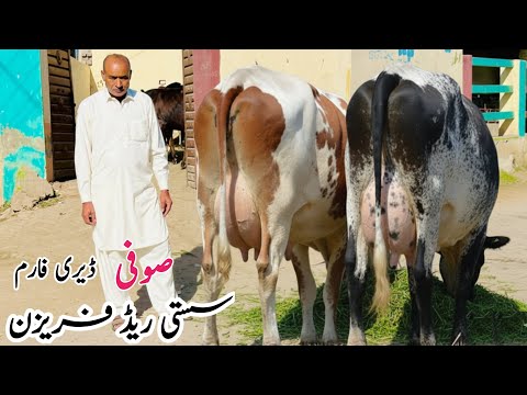 Sufi Dairy Farm | Top Class Red Friesian & Cholistani Cross Cows | For Sale 2025 🐄🔥