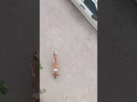 #shory#funny video #