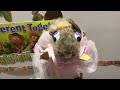 Yolanda The Rat Sings You Broke Me First