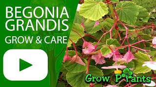 Begonia grandis – grow & care (Hardy begonia)