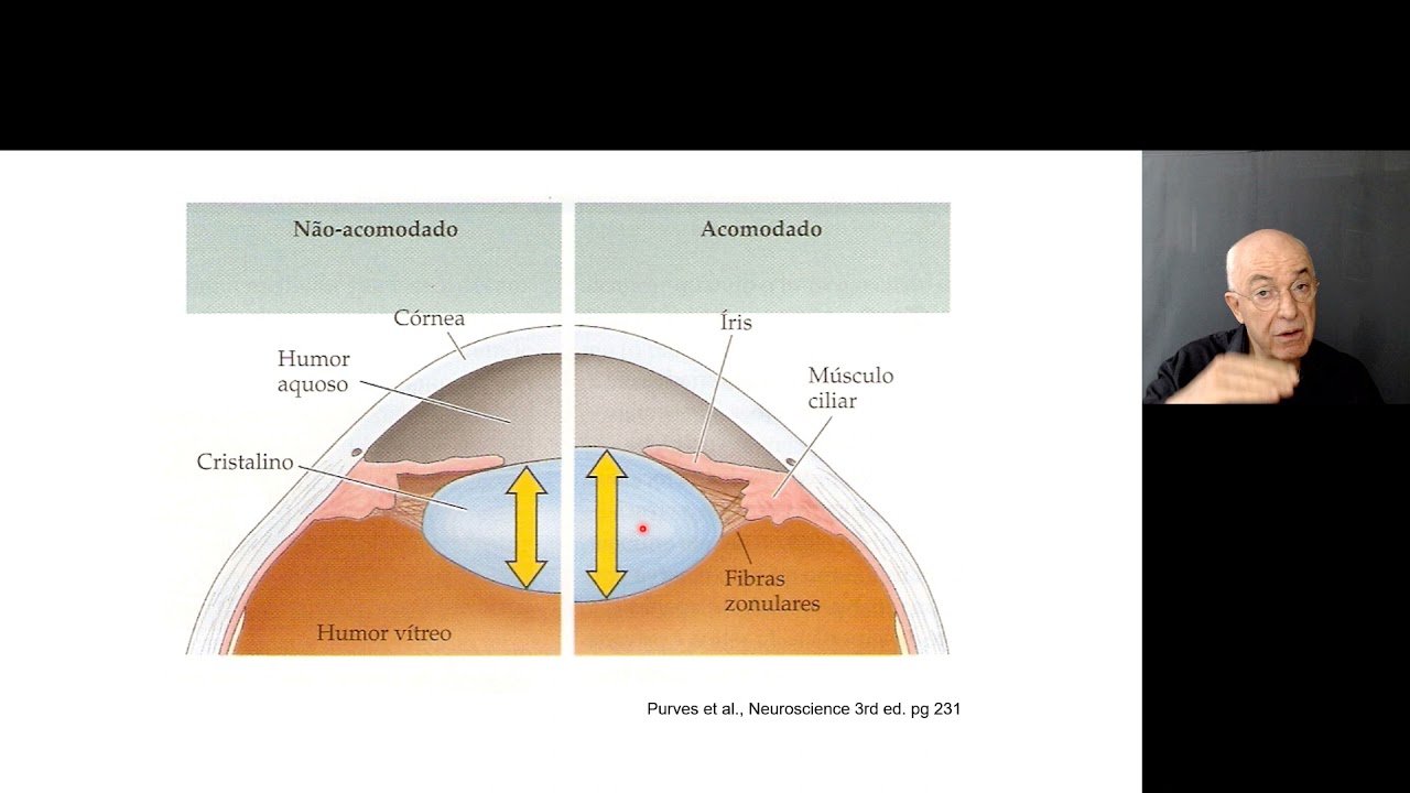 Visão aula 1: Acomodação Visual