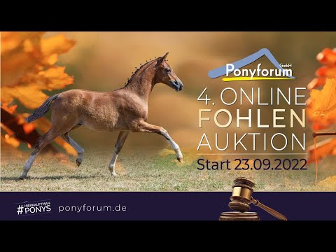 Golden Dew YS Stute 05.06.2022 v. Gamble SD / Dark Delight B