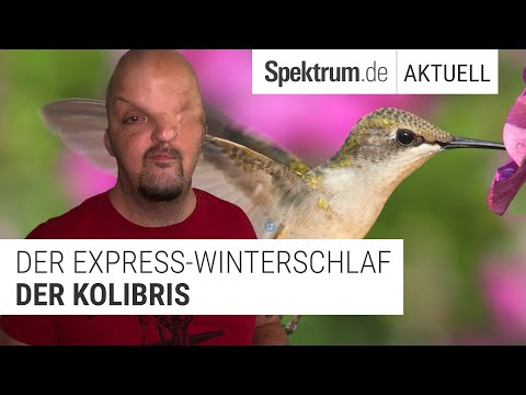 Kolibris leben - und schlafen - am Limit