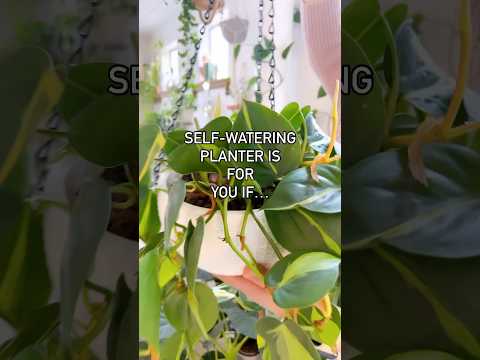 春の地植えまたは鉢植えの植物に夕方または朝にいつ水をやるのがよいか 庭の水の蒸発を制限するのに最適な時間はいつですか