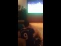 FERNANDO TORRES GOAL! Barcelona vs Chelsea Champions League Torres Goal - AWESOME REACTION!!