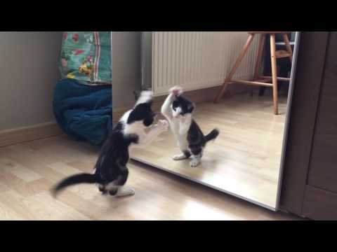החתול החמוד הזה משחק עם עצמו מול המראה
