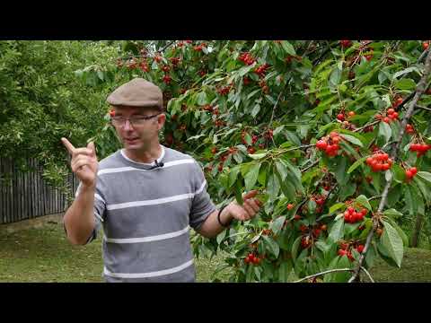 Svet baštovanstva ep. 119 10.07.2020. Rasađivanje cvekle, trešnje pucaju od kiše, dud