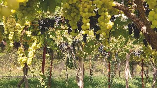 preview picture of video 'Valle de Cinti el orígen del Singani (Camargo, Villa Abecia, Las Carreras) - "Bolivia Wine Route"'