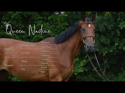 QUEEN NADINE - 7 ročná kobyla na predaj/FOR SALE!