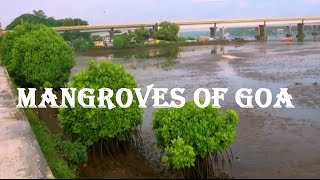 Mangrove Vegetation in Mandovi River, Panaji 