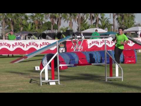 III Campeonato de España Agility Torrevieja 2016 Alejandro y Laska