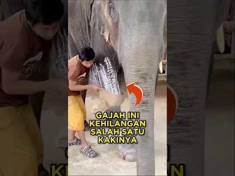 Gajah Ini Akhirnya Bisa Berjalan Kembali 🐘☺ #shorts #gajah